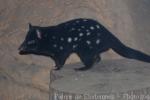 Eastern quoll