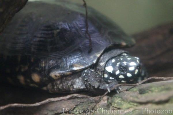 Black spotted turtle