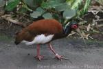 Madagascar crested ibis