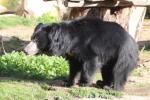 Indian sloth bear