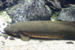 Australian lungfish