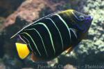 Goldtail angelfish