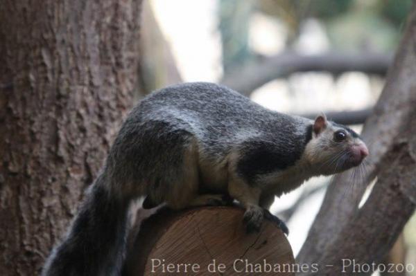 Sri Lankan giant squirrel