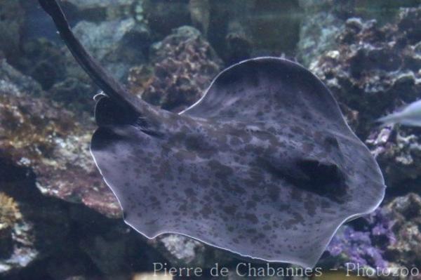 Blotched stingray