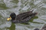 Yellow-billed duck