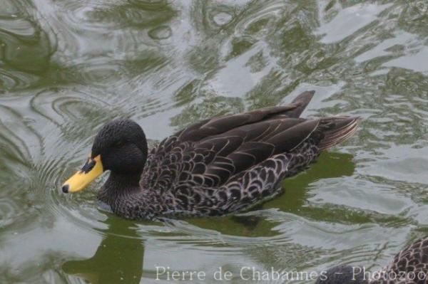 Yellow-billed duck