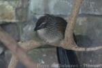 White-browed coucal