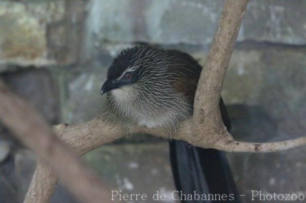 White-browed coucal