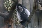 Angolan colobus