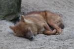 Chinese dhole