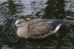 Blue-winged goose