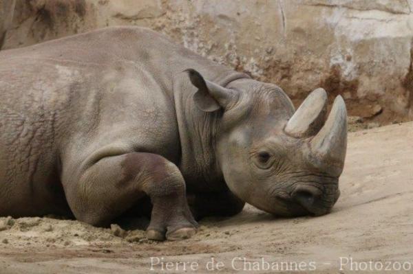 Eastern black rhinoceros