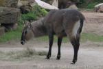 Defassa waterbuck