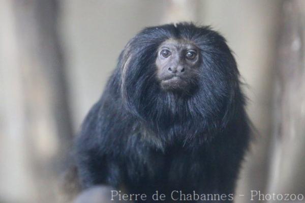 Black lion tamarin