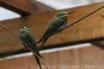 Blue-cheeked bee-eater