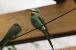 Blue-cheeked bee-eater