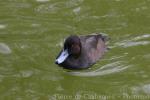 Southern pochard