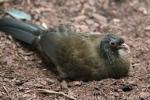 Rufous-vented chachalaca