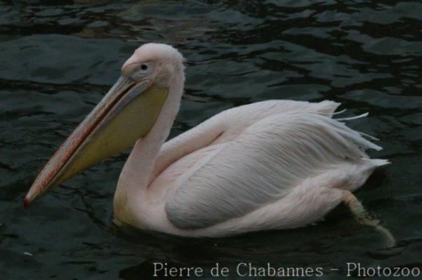 Great white pelican