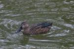 Cape shoveler