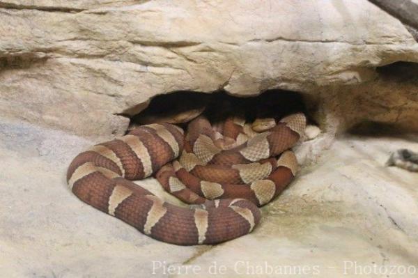 Trans-Pecos copperhead