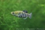 Danford's killifish