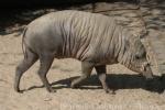 Sulawesi babirusa