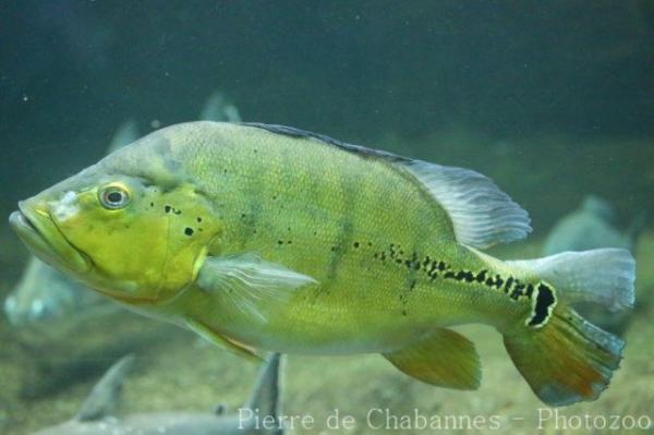 Rio Xingu peacock cichlid