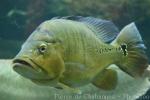 Rio Xingu peacock cichlid