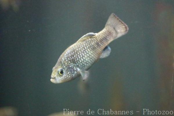 Charco Palma pupfish