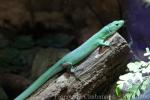 Green keel-bellied lizard