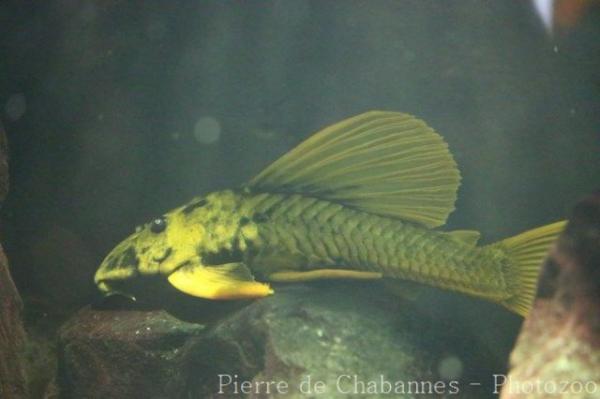 Goldtail giant pleco