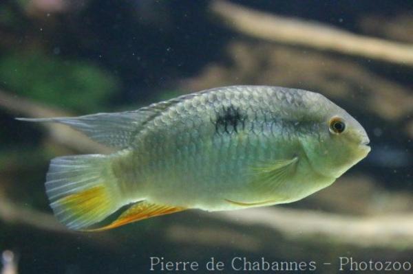 Orangetail acara