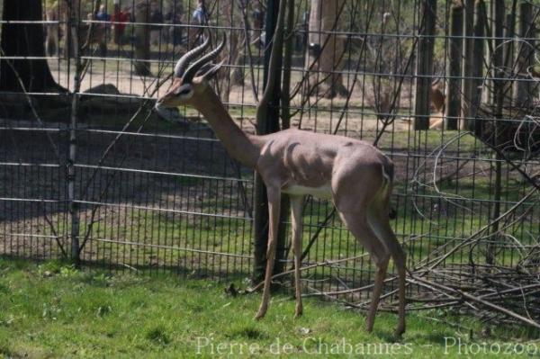 Southern gerenuk