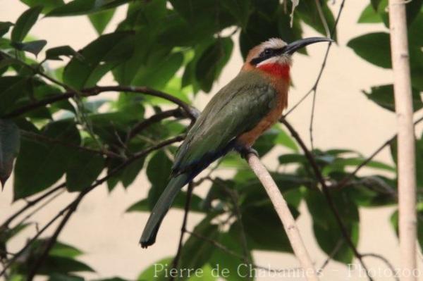 White-fronted bee-eater