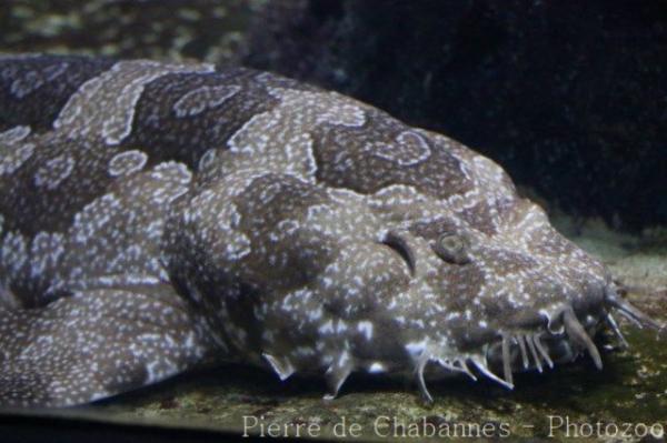 Spotted wobbegong