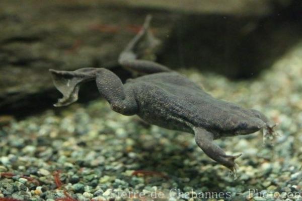 Sabana Suriname toad