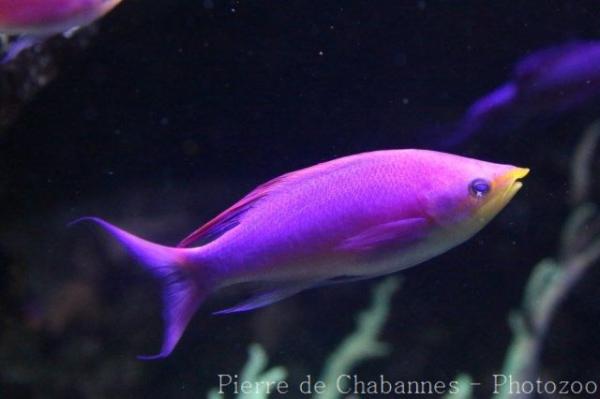 Yellowstriped fairy basslet