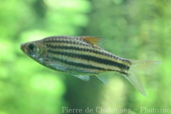 Johor striped barb