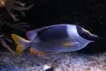 Magnificent rabbitfish