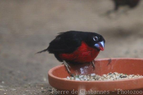 Western bluebill