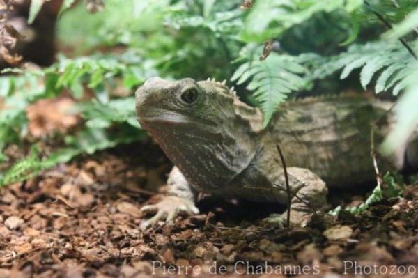 Tuatara