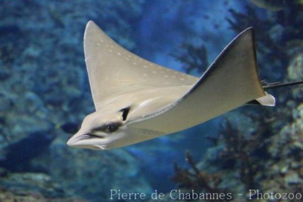 Ocellated eagle ray