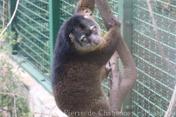 Sulawesi bear cuscus