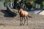 Red hartebeest