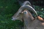 Aoudad