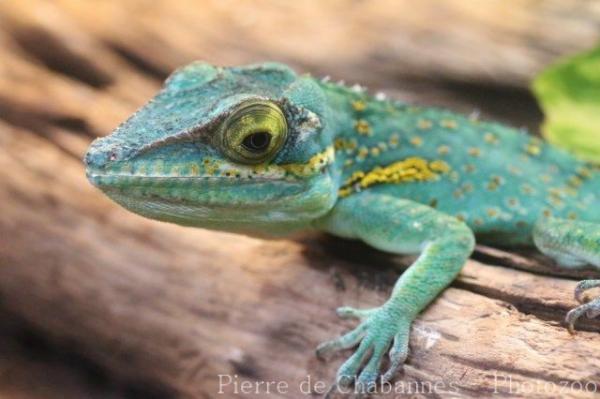 Baracoa giant anole