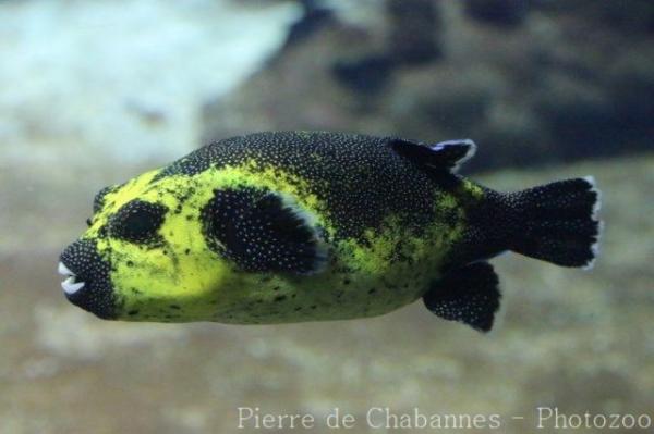 Guineafowl puffer