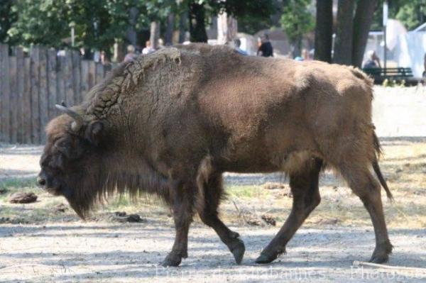 Wisent