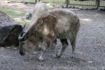 Golden takin